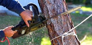 Best Tree Removal  in Independence, WI