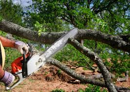 Best Hazardous Tree Removal  in Independence, WI