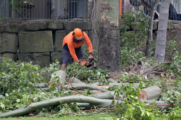 Best Tree Cabling and Bracing  in Independence, WI