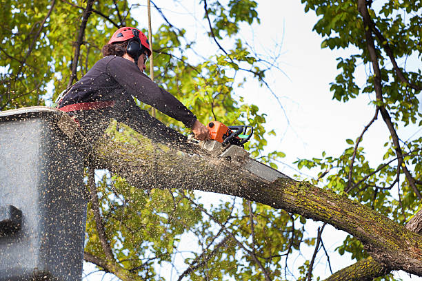 Best Tree Trimming and Pruning  in Independence, WI